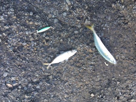 ジグサビキでアジやサバ